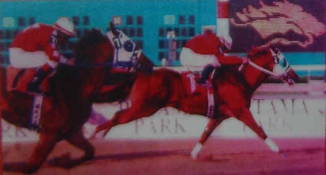 SF BRAVE HEART en Venta 
